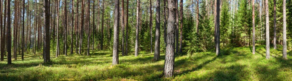 Forêt gérée durablement